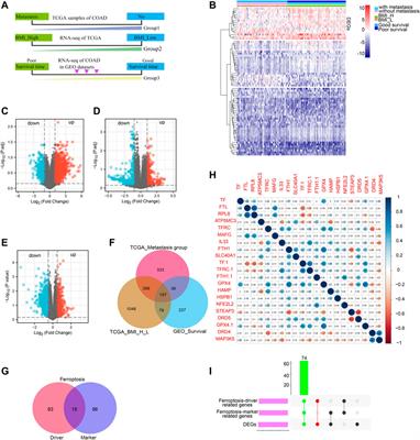 Identification of Ferroptosis-Related Genes Signature Predicting the Efficiency of Invasion and Metastasis Ability in Colon Adenocarcinoma